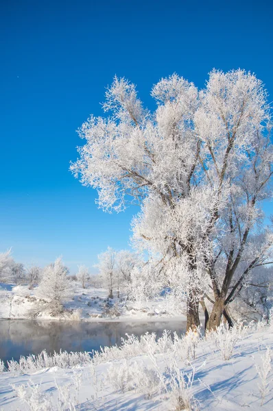 Inverno Marea Invernale Inverno Ibernazione Stagione Più Fredda Dell Anno — Foto Stock