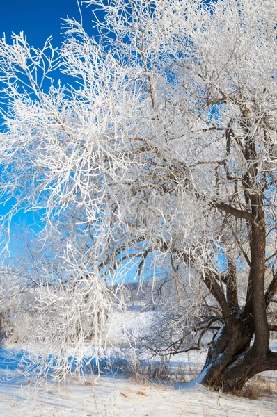 Winter Flut Winterzeit Winterschlaf Die Kälteste Jahreszeit Des Jahres — Stockfoto