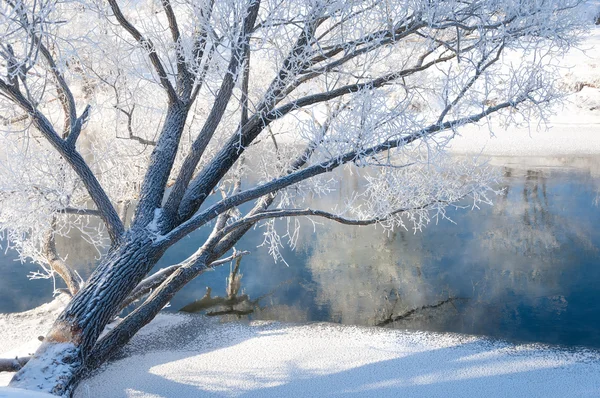 Inverno Inverno Maré Inverno Tempo Hibernar Ele Estação Mais Fria — Fotografia de Stock