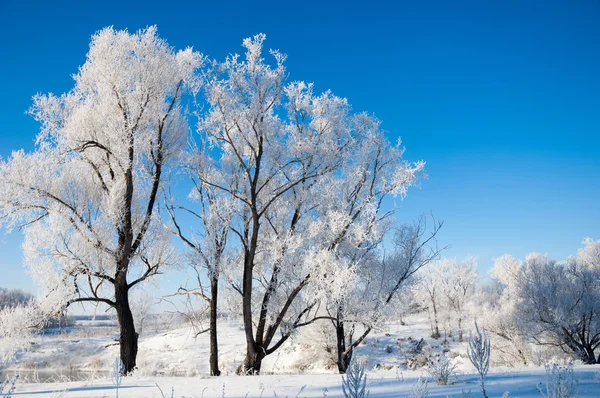 Winter Flut Winterzeit Winterschlaf Die Kälteste Jahreszeit Des Jahres — Stockfoto