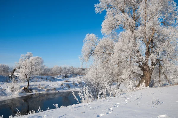 Winter Winter Tide Winter Time Hibernate Coldest Season Year — Stock Photo, Image