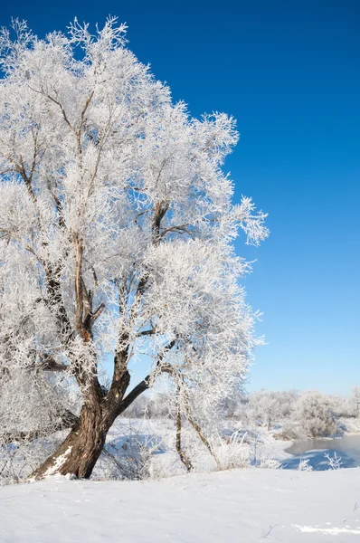 Zima Zima Fala Czas Zimowy Hibernacji Najzimniejsze Porze Roku — Zdjęcie stockowe