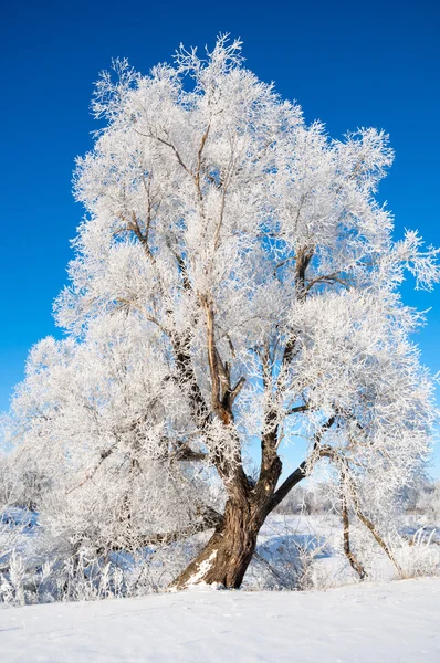 Inverno Marea Invernale Inverno Ibernazione Stagione Più Fredda Dell Anno — Foto Stock