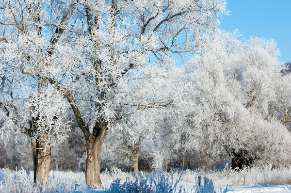 Kış Kış Gelgit Kış Zamanı Hibernate Yılın Soğuk Sezon — Stok fotoğraf