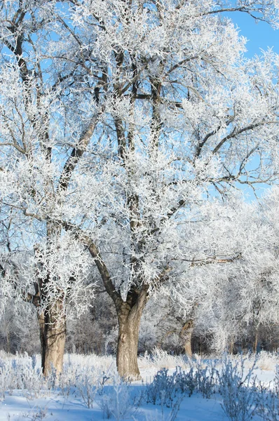 Iarna Iarna Maree Iarna Timp Hibernare Cel Mai Rece Sezon — Fotografie, imagine de stoc