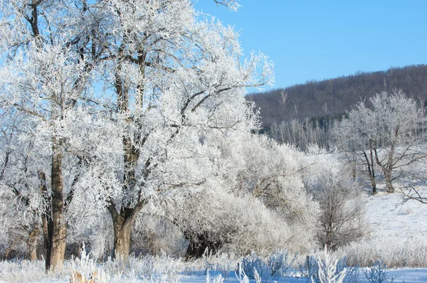 Winter Winter Tij Winter Tijd Hibernate Hij Koudste Seizoen Van — Stockfoto