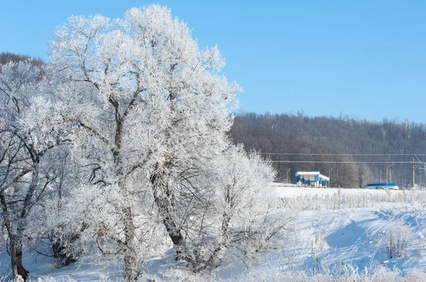 Inverno Inverno Maré Inverno Tempo Hibernar Ele Estação Mais Fria — Fotografia de Stock