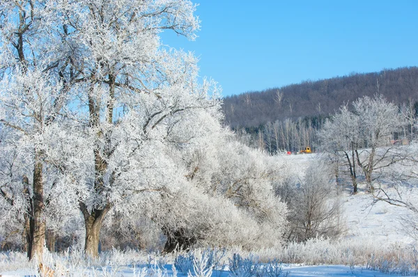 Winter Winter Tij Winter Tijd Hibernate Hij Koudste Seizoen Van — Stockfoto