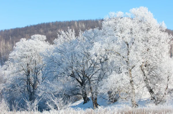 Winter, Winter-Flut, Winter-Zeit — Stockfoto