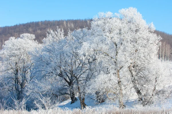 Inverno Marea Invernale Inverno Ibernazione Stagione Più Fredda Dell Anno — Foto Stock