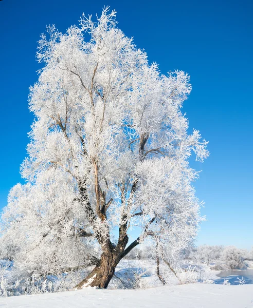 Winter, Winter-Flut, Winter-Zeit — Stockfoto