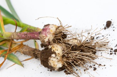 sarımsak. Sarımsak yaprak kök üzerinde olgunlaşmış değil