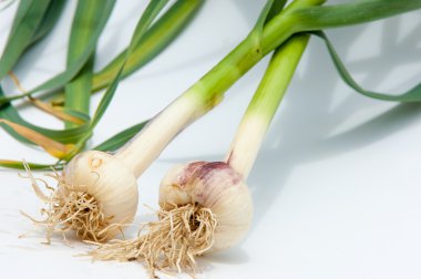 sarımsak. Sarımsak yaprak kök üzerinde olgunlaşmış değil