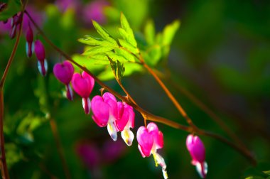 Lamprocapnos spectabilis. kalbi kanayan. Asya kalpten. 