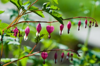 Lamprocapnos spectabilis. kalbi kanayan. Asya örtüyorsunuz. Hollandalı'nın pantolon. lir çiçek. Bayan-içinde-a-banyo. rhizomatous otsu uzun ömürlü olduğunu 