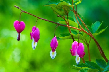 Lamprocapnos spectabilis. kalbi kanayan. Asya kalpten. 