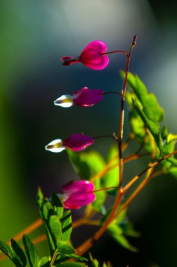 Lamprocapnos spectabilis. kalbi kanayan. Asya kalpten. 
