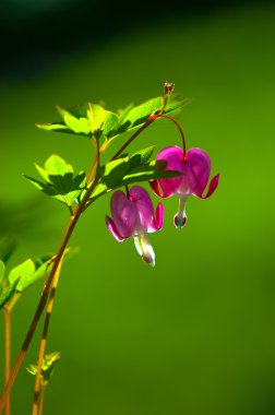 Lamprocapnos spectabilis. kalbi kanayan. Asya kalpten. 