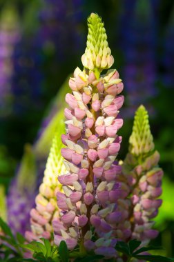 acı bakla, lupin