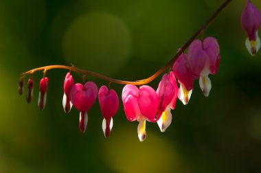 Lamprocapnos spectabilis. kalbi kanayan. Asya kalpten. 