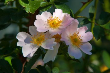 köpek-gül, briar, brier, pamukçuk-gül, eglantine. Gül çiçek. Gül çiçek dağlarda fotoğrafı
