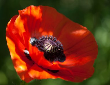 Poppy. gösterişli çiçekli otsu bir bitki