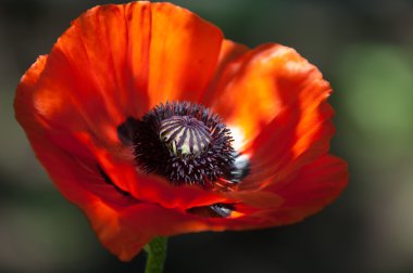 Poppy. gösterişli çiçekli otsu bir bitki