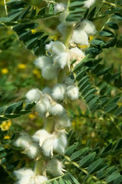 Astragalus. milkvetch. keçi-thorn. sarmaşık gibi. astragalus elek