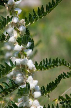 Astragalus. milkvetch. keçi-thorn. sarmaşık gibi. astragalus sieversianus. Kazakistan. Tien Shan. Trans-Ili Alatau