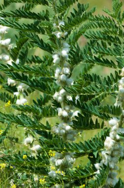Astragalus. milkvetch. keçi-thorn. sarmaşık gibi. astragalus sieversianus. Kazakistan. Tien Shan. Trans-Ili Alatau
