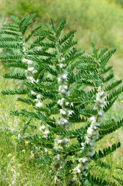 Astragalus. milkvetch. keçi-thorn. sarmaşık gibi. astragalus sieversianus. Kazakistan. Tien Shan. Trans-Ili Alatau