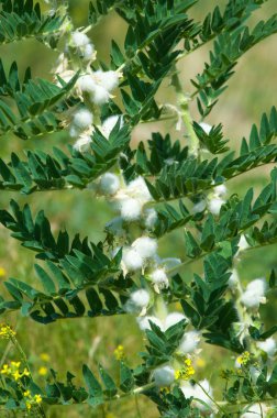 Astragalus. milkvetch. keçi-thorn. sarmaşık gibi. astragalus sieversianus. Kazakistan. Tien Shan. Trans-Ili Alatau