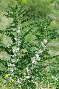 Astragalus. milkvetch. keçi-thorn. sarmaşık gibi. astragalus elek