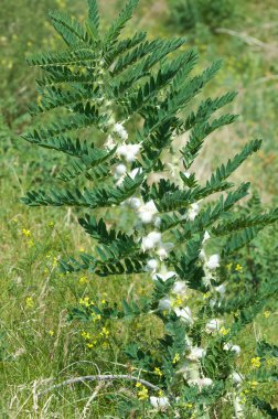 Astragalus. milkvetch. keçi-thorn. sarmaşık gibi. astragalus sieversianus. Kazakistan. Tien Shan. Trans-Ili Alatau
