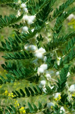 Astragalus. milkvetch. keçi-thorn. sarmaşık gibi. astragalus elek