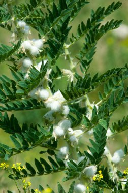 Astragalus. milkvetch. keçi-thorn. sarmaşık gibi. astragalus sieversianus. Kazakistan. Tien Shan. Trans-Ili Alatau