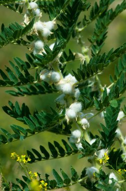 Astragalus. milkvetch. keçi-thorn. sarmaşık gibi. astragalus sieversianus. Kazakistan. Tien Shan. Trans-Ili Alatau
