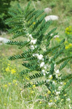 Astragalus. milkvetch. keçi-thorn. sarmaşık gibi. astragalus sieversianus. Kazakistan. Tien Shan. Trans-Ili Alatau
