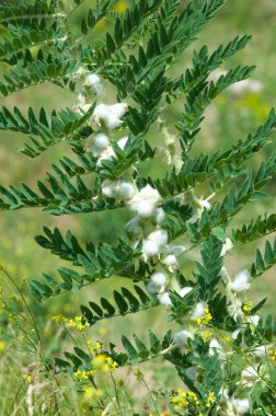Astragalus. milkvetch. keçi-thorn. sarmaşık gibi. astragalus sieversianus. Kazakistan. Tien Shan. Trans-Ili Alatau