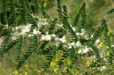 Astragalus. milkvetch. keçi-thorn. sarmaşık gibi. astragalus sieversianus. Kazakistan. Tien Shan. Trans-Ili Alatau