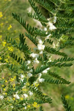Astragalus. milkvetch. keçi-thorn. sarmaşık gibi. astragalus sieversianus. Kazakistan. Tien Shan. Trans-Ili Alatau