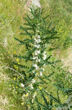 Astragalus. milkvetch. keçi-thorn. sarmaşık gibi. astragalus sieversianus. Kazakistan. Tien Shan. Trans-Ili Alatau