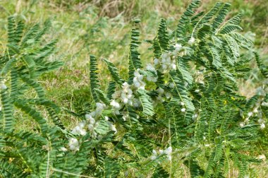 Astragalus. milkvetch. keçi-thorn. sarmaşık gibi. astragalus sieversianus. Kazakistan. Tien Shan. Trans-Ili Alatau