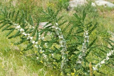 Astragalus. milkvetch. keçi-thorn. sarmaşık gibi. astragalus sieversianus. Kazakistan. Tien Shan. Trans-Ili Alatau