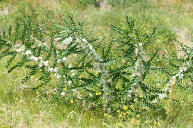 Astragalus. milkvetch. keçi-thorn. sarmaşık gibi. astragalus sieversianus. Kazakistan. Tien Shan. Trans-Ili Alatau