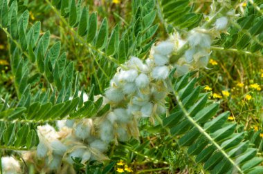 Astragalus. milkvetch. keçi-thorn. sarmaşık gibi. astragalus elek