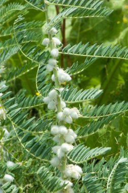 Astragalus. milkvetch. keçi-thorn. sarmaşık gibi. astragalus sieversianus. Kazakistan. Tien Shan. Trans-Ili Alatau