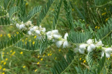 Astragalus. milkvetch. keçi-thorn. sarmaşık gibi. astragalus sieversianus. Kazakistan. Tien Shan. Trans-Ili Alatau