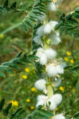 Astragalus. milkvetch. keçi-thorn. sarmaşık gibi. astragalus sieversianus. Kazakistan. Tien Shan. Trans-Ili Alatau