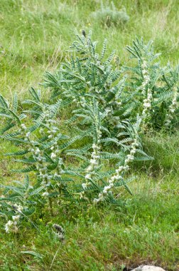Astragalus. milkvetch. keçi-thorn. sarmaşık gibi. astragalus sieversianus. Kazakistan. Tien Shan. Trans-Ili Alatau